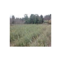 供應(yīng)紅楓、櫻花、紫葉李、海棠等小苗