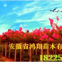 紫薇小苗價格2公分紫薇5公分紫薇6公分紫薇10公分紫薇價格