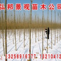 供應白蠟樹