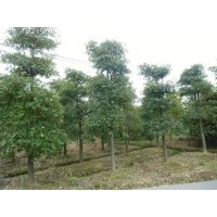 廣東盆架子，廣州花都盆架子
