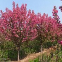 花木價(jià)格速生柳,西府海棠,五角楓,香花槐,海棠,池杉,臭椿