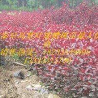 紫葉矮櫻，紅葉碧桃，榆葉梅，大櫻桃苗，木槿，