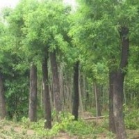 大規格國槐 裸根國槐 土球國槐 國槐小苗
