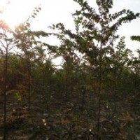 紅葉石楠 欒樹6萬株、香樟樹6萬株、紫薇2萬株、銀杏5000棵等