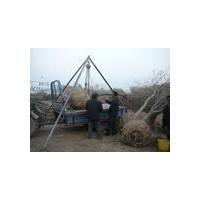 今年國(guó)槐最新報(bào)價(jià)