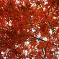 供應紅楓、海桐、廣玉蘭