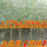 天津金絲柳、北京金絲柳
