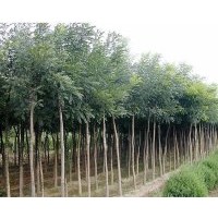 供應山西國槐，國槐小苗，大規格國槐