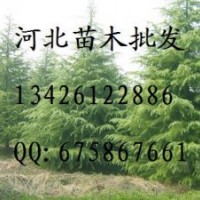 供應黑松 黑松批發 大量低價出售黑松 黑松價格 黑松哪里便宜 黑
