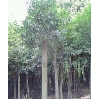 低價(jià)供應(yīng)8公分以上全冠、移植紅果冬青