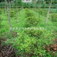 供應灌木小杜鵑