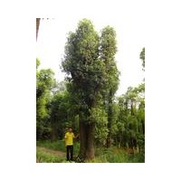 供應多桿香樟樹