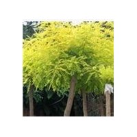 速生國槐 國槐價格 山東國槐網 出售國槐