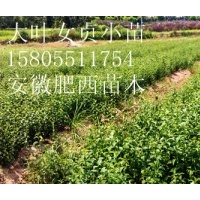供應(yīng)2公分烏桕，3公分烏桕，4公分烏桕，5公分烏桕價格