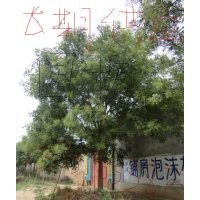 長期供應(yīng)12-40國槐，棗樹，紫葉李