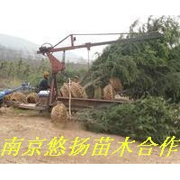 南京悠揚苗木合作社雪松廣玉蘭，蜀檜垂柳，海桐黃楊，紅葉石楠等