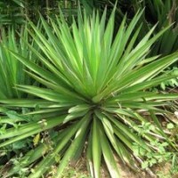 劍麻、木槿、繡線菊、玉簪、鳶尾、龍柏