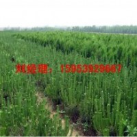 黑松苗 油松苗 側柏