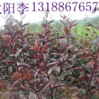 中華太陽(yáng)李-中華太陽(yáng)李子苗