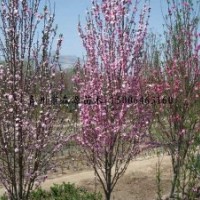 供應各種規格龍柱碧桃 小苗 2-5公分龍柱碧桃 一年生兩年生