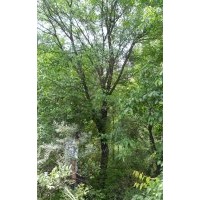 供應 茶條槭、海棠、蒙古櫟、白樺、暴馬丁香