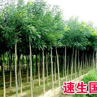 現貨供1-30cm毛白楊/107速生楊/法桐/國槐/白蠟/千頭椿等