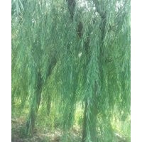 出售毛白楊，107速生楊，國槐，白蠟。速生白蠟。法桐。速生法桐