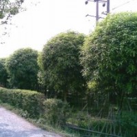 供應(yīng)各種規(guī)格桂花