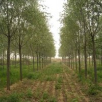 河北苗圃刺槐、紅花槐、五七香花槐、嫁接毛槐、黃金槐、紫芯槐、