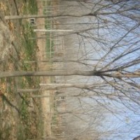 國槐 8-50公分國槐 國槐價格 國槐基地 山東國槐