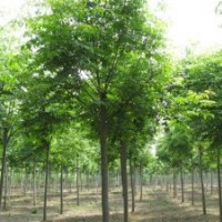 山東速生國槐基地