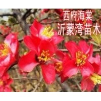 供應木瓜海棠花、銀長壽海棠、長壽冠海棠、西府海棠、世界一海棠