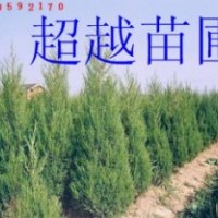 南京蜀檜價(jià)格 南京蜀檜基地