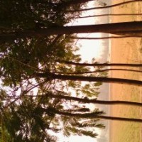 國槐樹9公分國槐樹