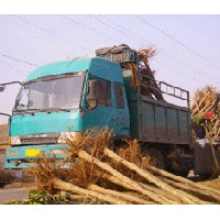 怎樣嫁接速生國槐