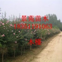 木槿直銷/木槿批發/苗圃木槿