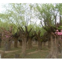 30公分柳樹價格8公分旱柳10公分速生柳供應10公分柳樹批發
