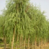 老柳樹30-50公分價格基地低價出售20公分饅頭柳垂柳