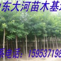 供應1、2、3年冒國槐、白蠟、合歡、女貞、皂角