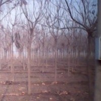 欒樹小苗培育技術 河北欒樹小苗市場行情
