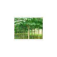 基地直銷苦楝.碧桃.紫葉桃.櫻花.垂柳.構(gòu)樹.銀杏.欒樹.