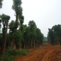 單營貴州省香樟樹，四川省香樟樹，重慶市香樟樹，福建香樟樹