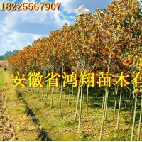 10公分11公分15公分20公分桂花價格