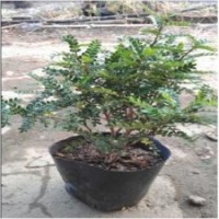 供應清香木