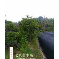 長沙高干紅葉石楠基地首推規格齊全的湖南高干紅葉石楠價格 特別