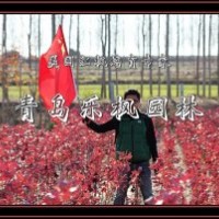 美國紅楓