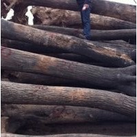 2年國槐小苗，5-15公分國槐，30公分古槐