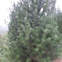 大量供應白皮松//華山松小苗、3-7你定植苗