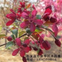 長期供應北美海棠-王族