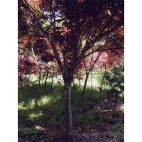 供應南京紅楓批發價格,南京紅楓種植基地，南京紅楓供貨商